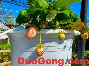 sanjose出售白草莓苗-多工網