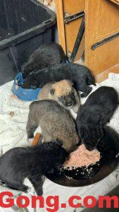 灣區出牧羊犬與邊牧的小狗狗-多工網